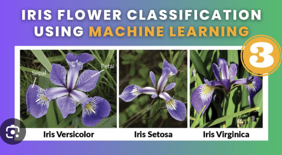 Iris Flower Classification